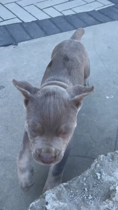 Puppy #6, a male Cane Corso for sale in Compton, CA – 5 of 5