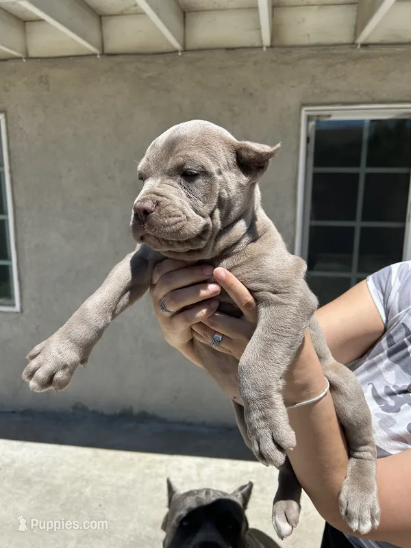 Puppy #7 – Cane Corso puppy for sale in Compton, CA