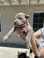 Puppy #7, a male Cane Corso for sale in Compton, CA – 1 of 5