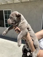 Puppy #7, a male Cane Corso for sale in Compton, CA – 4 of 5