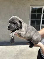 Puppy #4, a male Cane Corso for sale in Compton, CA – 3 of 5