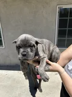 Puppy #4, a male Cane Corso for sale in Compton, CA – 4 of 5