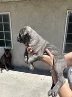 Puppy #4, a male Cane Corso for sale in Compton, CA – 2 of 5