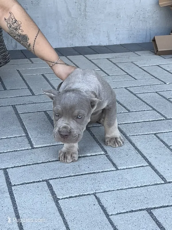 Puppy #6 – Cane Corso puppy for sale in Compton, CA