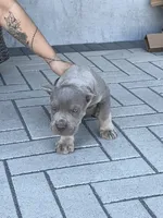 Puppy #6, a male Cane Corso for sale in Compton, CA – 1 of 5