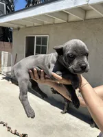 Puppy #3, a male Cane Corso for sale in Compton, CA – 3 of 4
