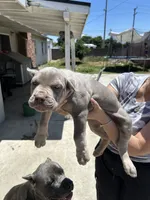 Puppy #6, a male Cane Corso for sale in Compton, CA – 3 of 5