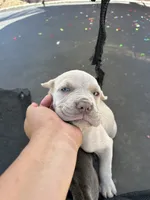 Puppy #5, a male Cane Corso for sale in Compton, CA – 4 of 5
