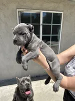 Puppy #3, a male Cane Corso for sale in Compton, CA – 2 of 4