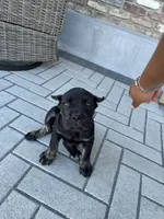 Puppy #2, a male Cane Corso for sale in Compton, CA – 4 of 4