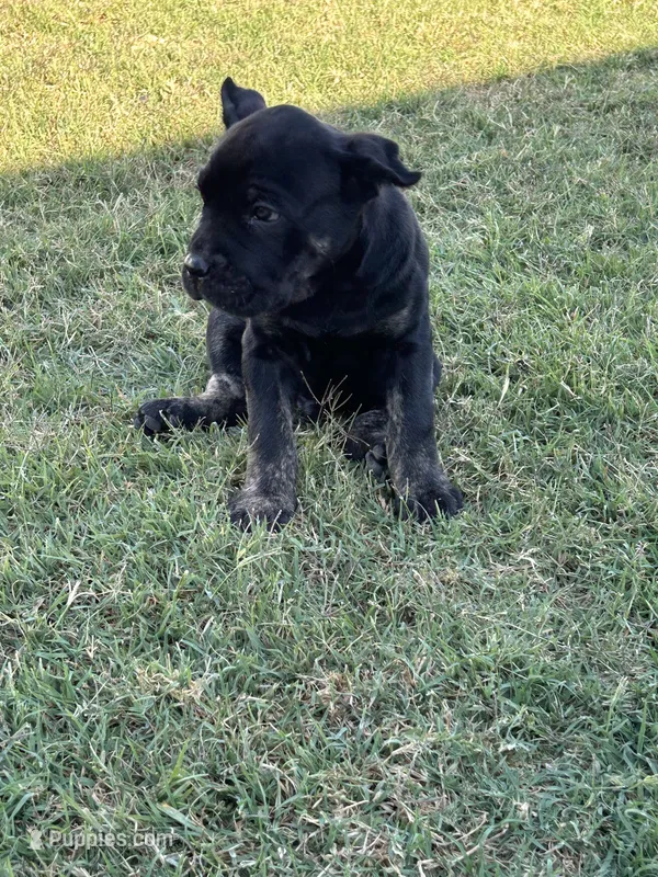 Puppy #2 – Cane Corso puppy for sale in Compton, CA