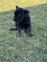 Puppy #2, a male Cane Corso for sale in Compton, CA – 1 of 4