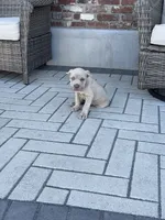 Puppy #5, a male Cane Corso for sale in Compton, CA – 2 of 5