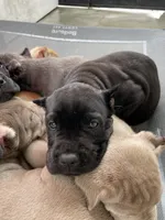 Puppy #1, a male Cane Corso for sale in Compton, CA – 3 of 4