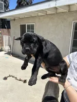 Puppy #2, a male Cane Corso for sale in Compton, CA – 3 of 4