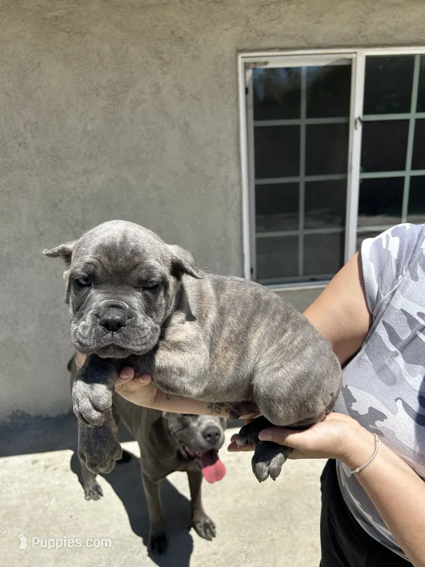 Puppy #4 – Cane Corso puppy for sale in Compton, CA