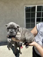Puppy #4, a male Cane Corso for sale in Compton, CA – 1 of 5
