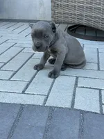 Puppy #3, a male Cane Corso for sale in Compton, CA – 4 of 4