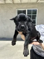 Puppy #2, a male Cane Corso for sale in Compton, CA – 2 of 4