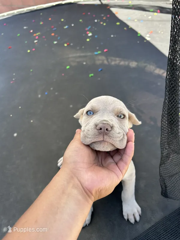 Puppy #5 – Cane Corso puppy for sale in Compton, CA