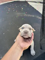 Puppy #5, a male Cane Corso for sale in Compton, CA – 1 of 5