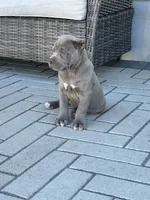 Puppy #7, a male Cane Corso for sale in Compton, CA – 5 of 5