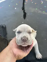 Puppy #5, a male Cane Corso for sale in Compton, CA – 5 of 5