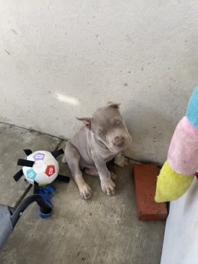 Puppy #6, a male Cane Corso for sale in Compton, CA – 4 of 5
