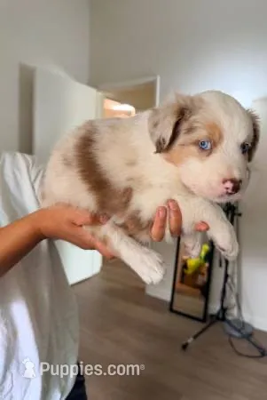 Red Merle Boy 1 – Miniature Australian Shepherd puppy for sale in Goleta, CA