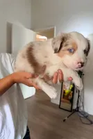 Red Merle Boy 1, a male Miniature Australian Shepherd for sale in Goleta, CA – 1 of 7