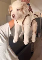 Red Merle Boy 1, a male Miniature Australian Shepherd for sale in Goleta, CA – 4 of 7