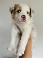 Red Merle Boy 1, a male Miniature Australian Shepherd for sale in Goleta, CA – 3 of 7