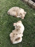Red Merle Boy 1, a male Miniature Australian Shepherd for sale in Goleta, CA – 7 of 7
