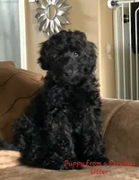 Medium Sized Boy, a male Soft Coated Wheaten Terrier and Whoodle for sale in Los Angeles, CA – 9 of 9
