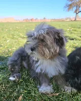 Small Blue Merle Boy, a male Shih Tzu and Yorkshire Terrier for sale in Los Angeles, CA – Photo 3 of 3