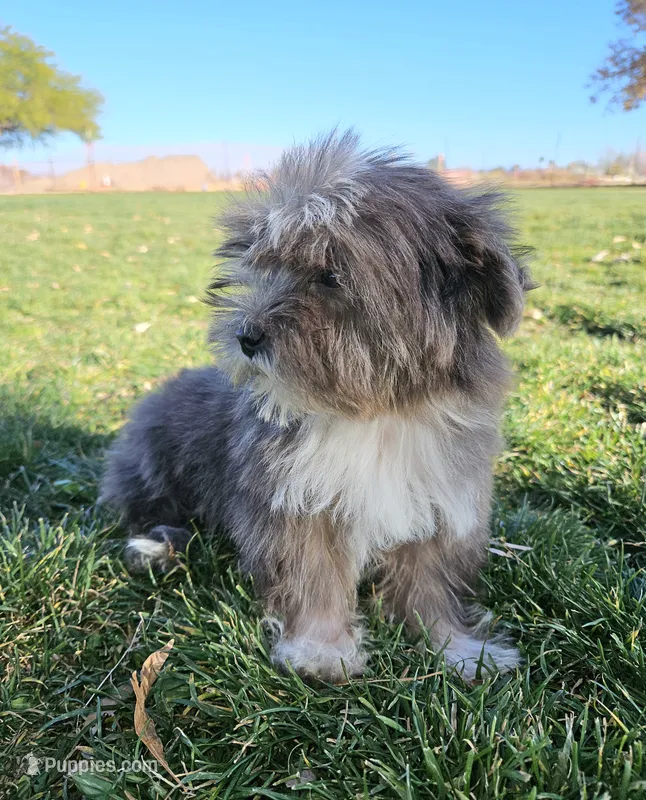 Small Blue Merle Boy