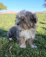 Small Blue Merle Boy, a male Shih Tzu and Yorkshire Terrier for sale in Los Angeles, CA – Photo 1 of 3