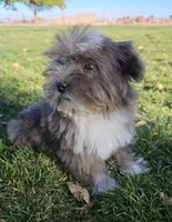 Small Blue Merle Boy, a male Shih Tzu and Yorkshire Terrier for sale in Los Angeles, CA – Photo 2 of 3