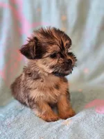 Toy sized Boy , a male Shih Tzu and Yorkshire Terrier for sale in Los Angeles, CA – 6 of 6