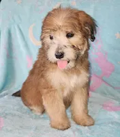 Small female Mini, a female Soft Coated Wheaten Terrier and Whoodle for sale in Los Angeles, CA – 3 of 10