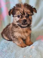 Toy sized Boy , a male Shih Tzu and Yorkshire Terrier for sale in Los Angeles, CA – 2 of 6