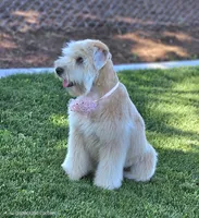 AKC Girl, a female Soft Coated Wheaten Terrier for sale in Los Angeles, CA – 1 of 6