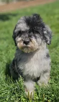 Blue 💙 Merle Boy 20-25 lbs 💙 , a male Soft Coated Wheaten Terrier and Whoodle for sale in Los Angeles, CA – 3 of 10