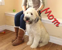 Wheaten Colored Boy , a male Soft Coated Wheaten Terrier and Whoodle for sale in Los Angeles, CA – 5 of 10