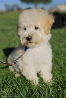 Small male Trained Mini, a male Soft Coated Wheaten Terrier and Whoodle for sale in Los Angeles, CA – 2 of 10