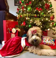 AKC Boy with Dark Gold Color, a male Soft Coated Wheaten Terrier for sale in Los Angeles, CA – 8 of 8