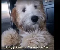 Wheaten Colored Boy , a male Soft Coated Wheaten Terrier and Whoodle for sale in Los Angeles, CA – 6 of 10