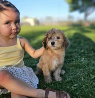 Wheaten Colored Boy, a male Soft Coated Wheaten Terrier and Whoodle for sale in Los Angeles, CA – 5 of 10