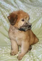 AKC Boy with Dark Gold Color, a male Soft Coated Wheaten Terrier for sale in Los Angeles, CA – 3 of 8