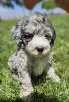 Sprinkles Blue Merle 💙 Girl , a female Soft Coated Wheaten Terrier and Whoodle for sale in Los Angeles, CA – 2 of 10